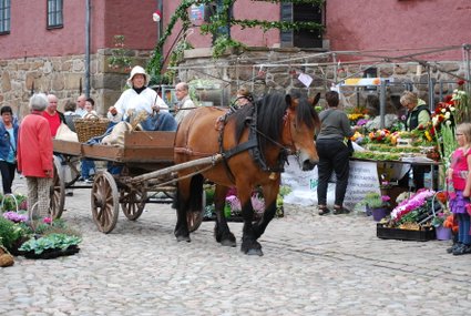 häst och vagn på mickelsmäss varbergsfästning skördemarknad