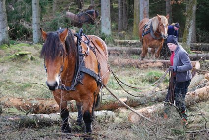 Ardennerhästar i skogsarbete gallring lunningssax miljövänligt må bra skogsarbete med häst